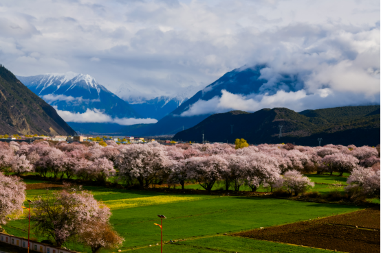 正式官宣！4月3日，与你相约最美桃花季