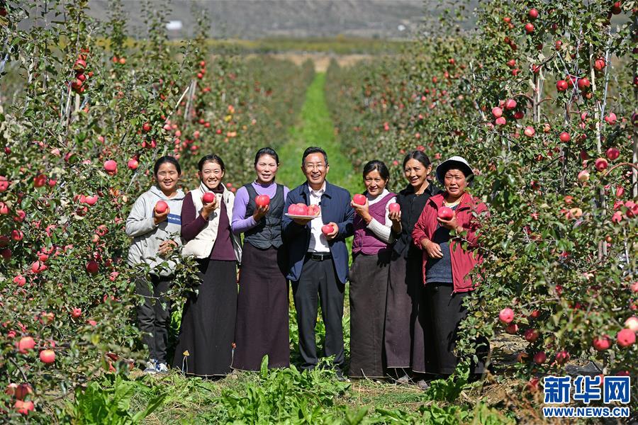 （图片故事）（7）“苹果博士”甜了藏乡百姓