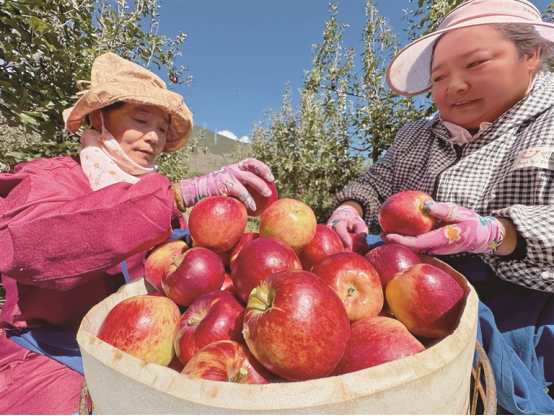 2026年林芝农特产品（苹果季）减免邮费活动开始啦！